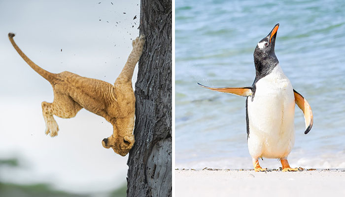 The Much-Anticipated Comedy Wildlife Photography Contest 2022 Has Finally Announced Its Winners (16 Pics)