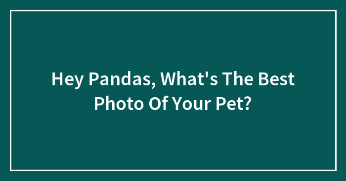 Hey Pandas, What’s The Best Photo Of Your Pet?