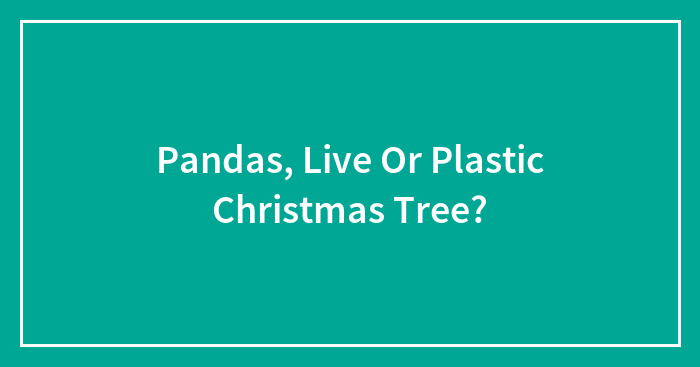 Pandas, Live Or Plastic Christmas Tree?