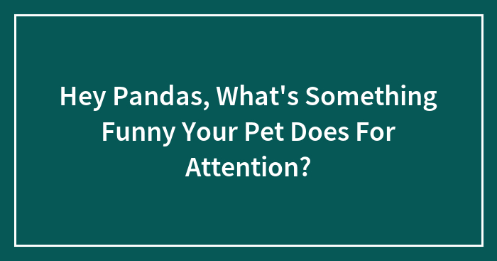 Hey Pandas, What’s Something Funny Your Pet Does For Attention? (Closed)