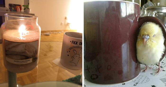 Hey Pandas, Share A Picture Of Your Cozy Evening (Closed)