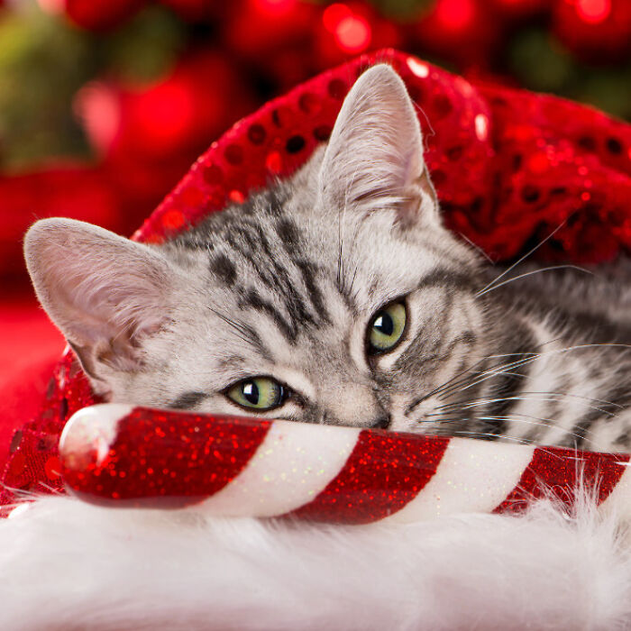 Hey Pandas, Share The Best Christmas Gift You’ve Ever Received (Closed)