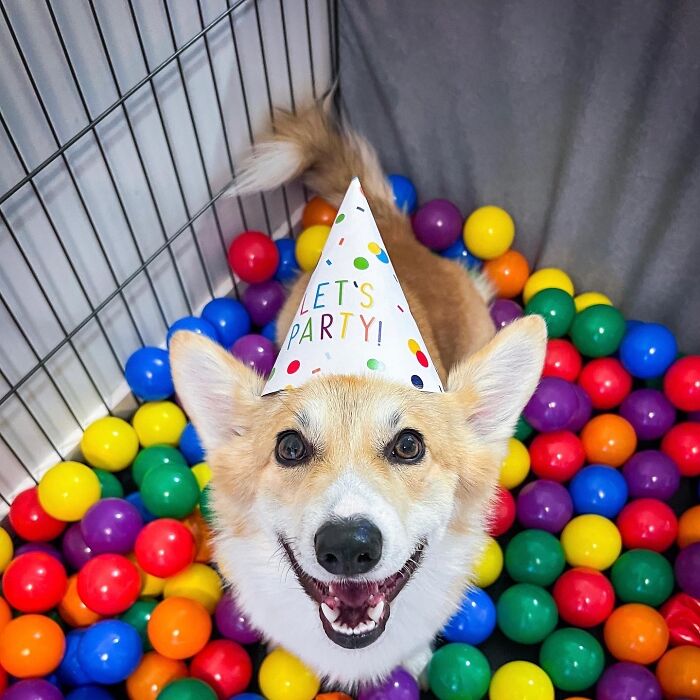 Meet Kobis – A Corgi That Knows Over 60 Tricks Including Riding A Skateboard, Painting, Playing Basketball And More