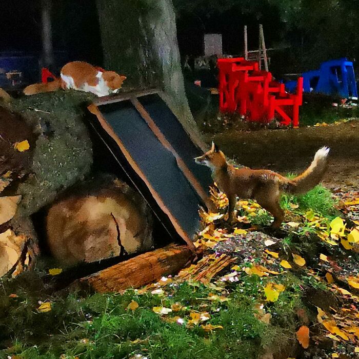 We Filmed A Wild Fox Visiting His Cat Friend