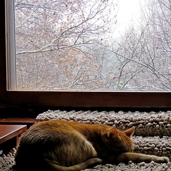 Hey Pandas, Share Your Best Photos Of Wintertime (Closed)