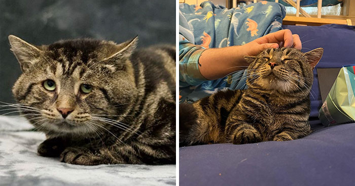 After Going Viral On Twitter, Fishtopher Has Recently Been Adopted And Is Off To Live A Happy Life