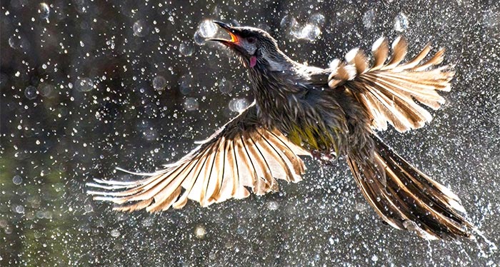 The Winners Of The Birdlife Australia Photography Awards 2022 Have Been Announced (35 Pics)