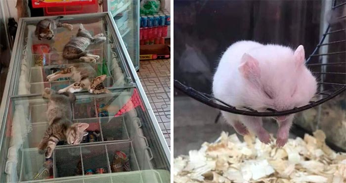 50 Times People Caught Animals Enjoying A Nap And Just Had To Take A Pic