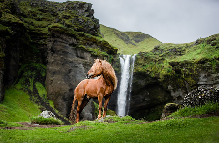 35 Pictures Of Beautiful Horses I Captured In Wild Icelandic Scenery (New Pics)