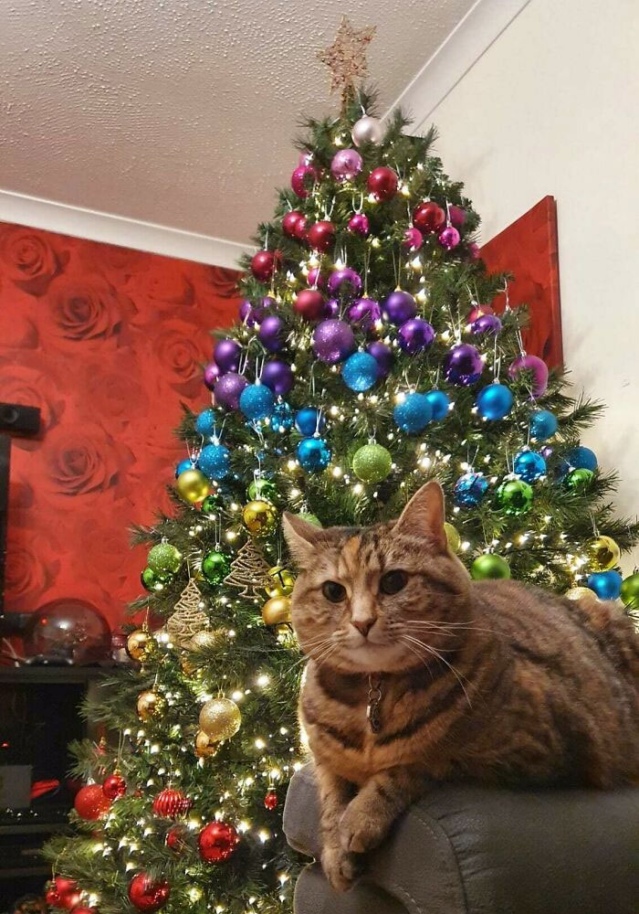 Mi árbol de Navidad arcoíris con un amigo gatuno de regalo