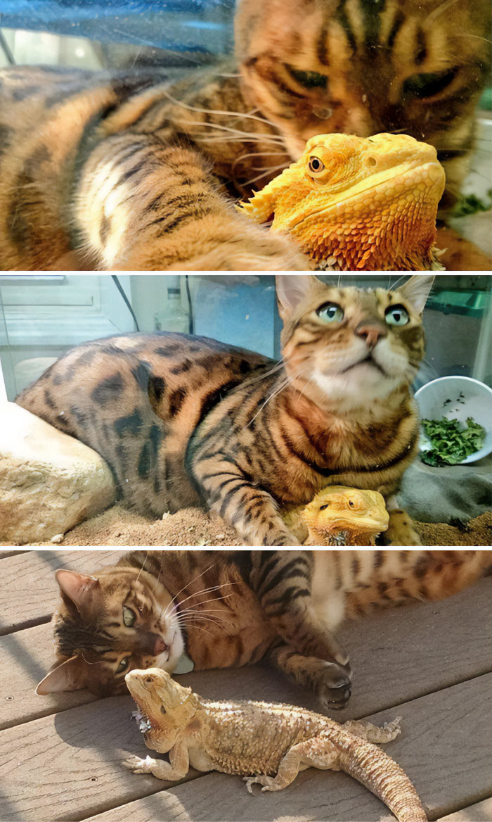My Bengal Cat Broke Into This Bearded Dragon's Cage