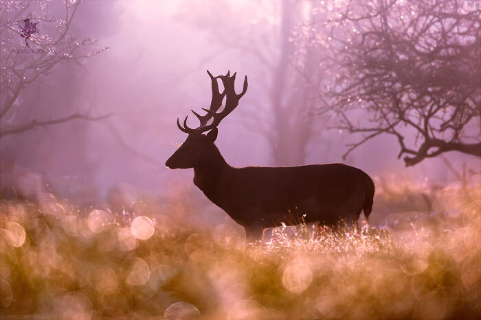 Fallow Deer Fairytale