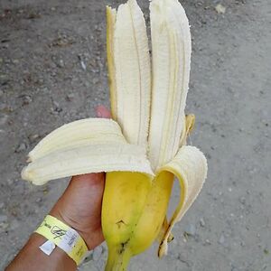 Bananananana(He/Him)