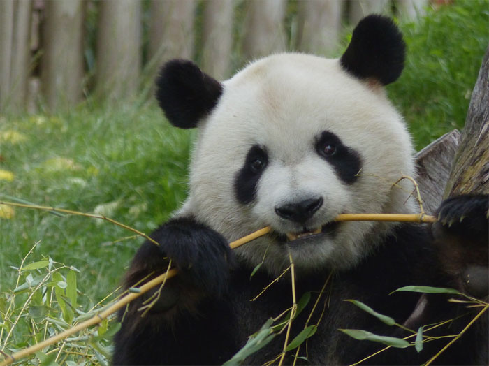 Panda sitting and eating a tree branch 