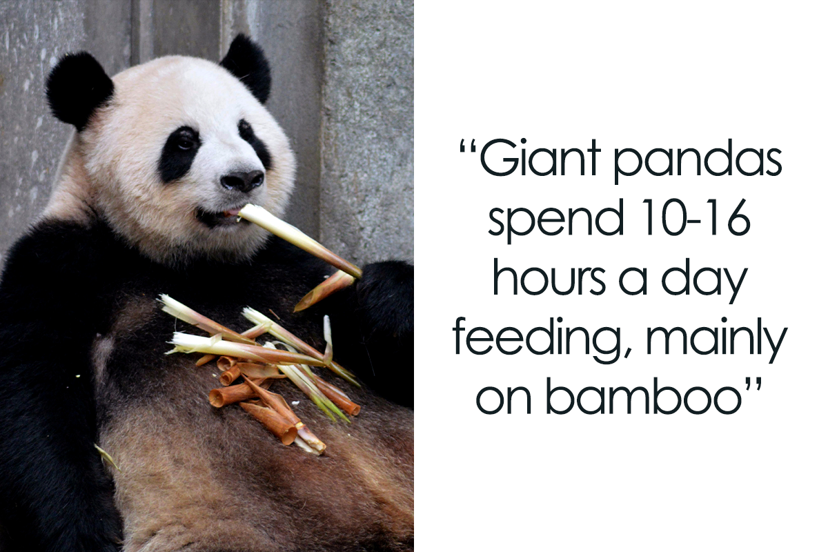 31 Facts About Pandas To Confirm Their Cuteness | Bored Panda