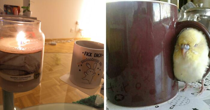 Hey Pandas, Share A Picture Of Your Cozy Evening (Closed)