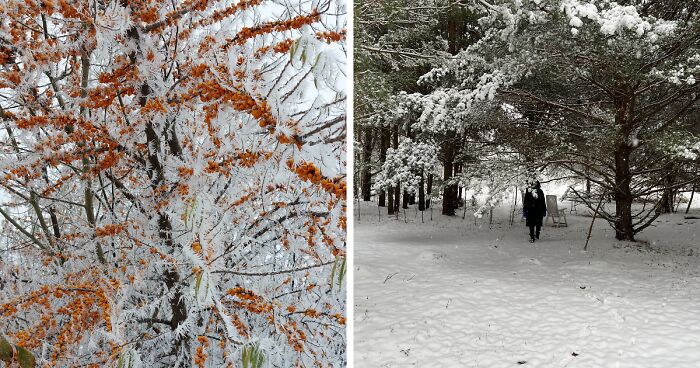 Hey Pandas, Show Us The First Snow In Your Country (Closed)