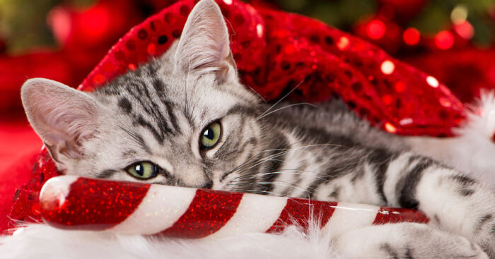 Hey Pandas, Share The Best Christmas Gift You’ve Ever Received (Closed)