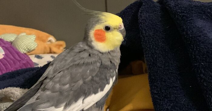 Hey Pandas, Show Off Your Pet Birds (Closed)