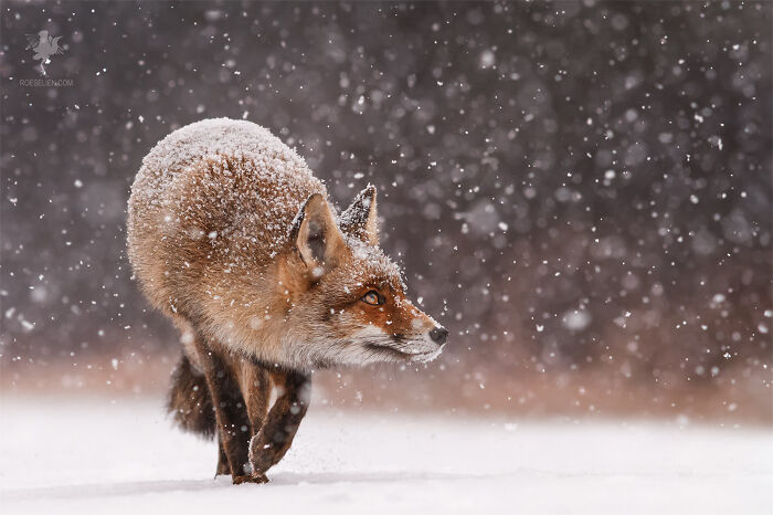 Fox First Snow