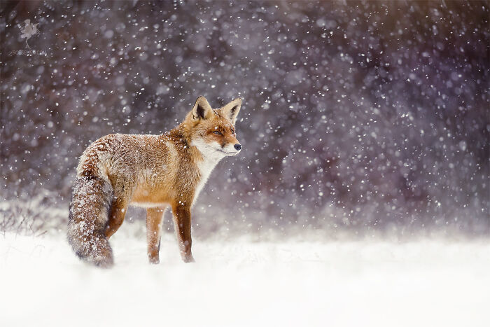 Fox In A Snow Shower