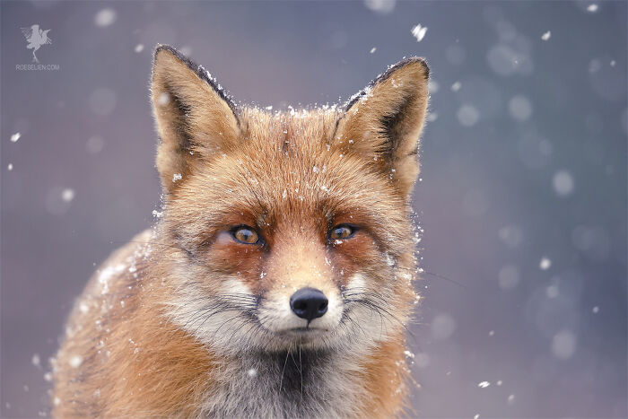 Red Fox In A Snow Shower