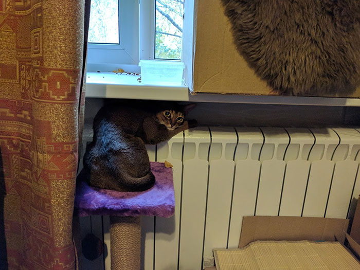Cat Finally Realized What A Radiator Is 
