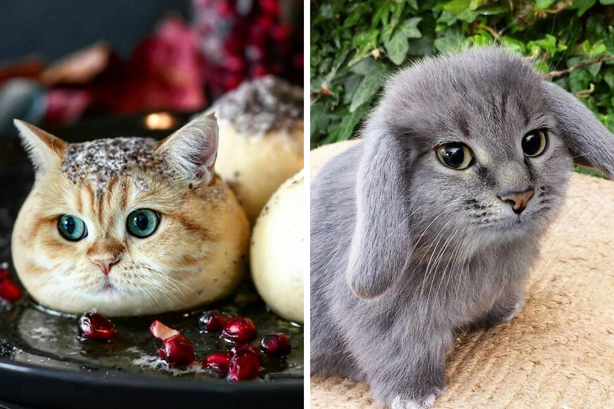 Someone Photoshops Cat Faces Onto Animals And Things, And The Results Are  Disturbingly Amusing | Bored Panda