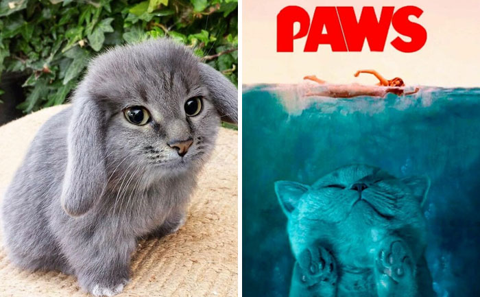 Someone Photoshops Cat Faces Onto Animals And Things, And The Results Are Disturbingly Amusing