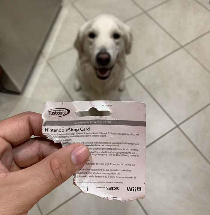 My Dog Chewed Through The Gift Card I Just Received On Christmas