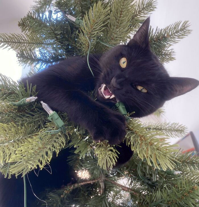 Mi gato ha declarado la guerra a la Navidad