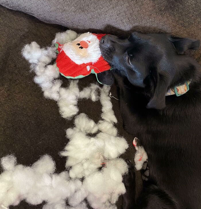 Christmas Morning - Doggo Rips Out Santa's Innards Then Falls Asleep On His Limp Corpse. No Remorse