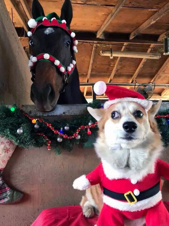 My Coworker's Dog Does Not Like The Annual Christmas Photo