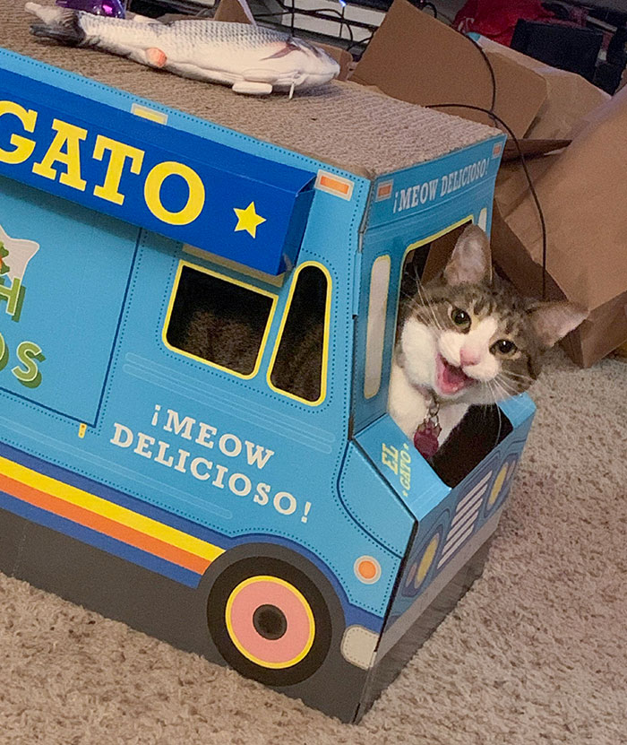 We Got The Cat A Cardboard Scratchy Taco Truck For Christmas. I Think She Likes It