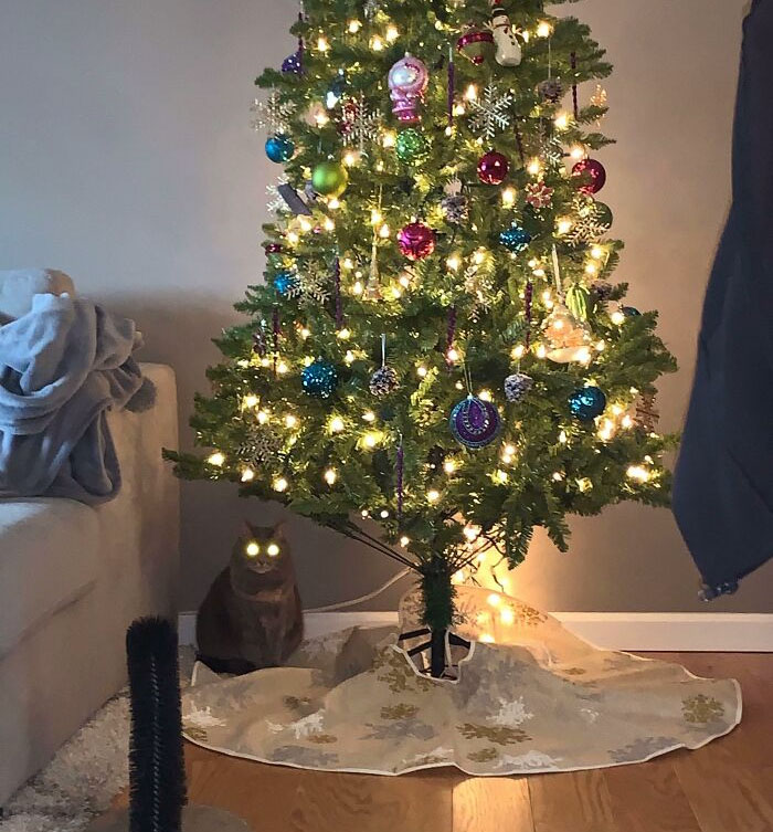 My Cat And My Tree Are Both Plugged In And Ready For Christmas