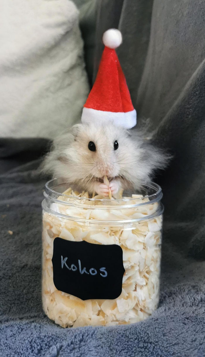 Alfons Showing His Coconut Flake Stash While Practicing For The Christmas Photos