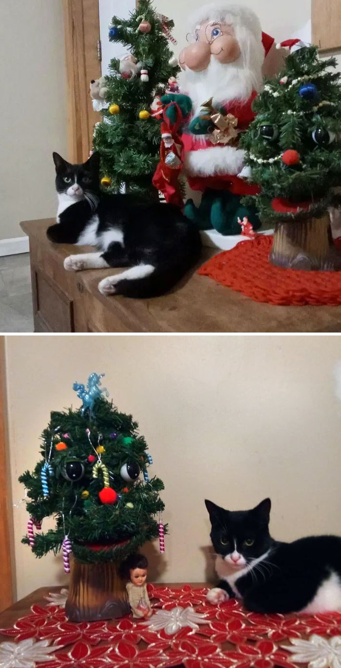 I Take A Picture Of My Cat With My Christmas Tree Every Year. Happy 5th Christmas, Ramona Quimby