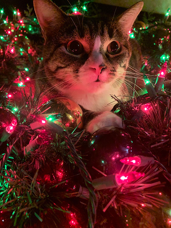My Simba Always Loved Destroying Our Christmas Tree. I Will Forever Miss The Chaos He Brought To Our Holidays