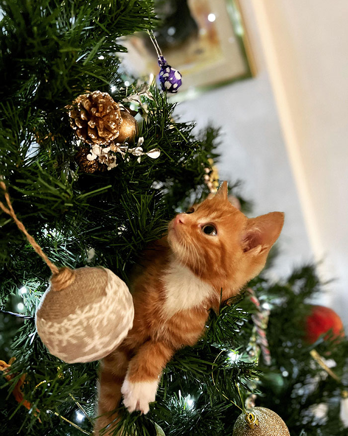 Meet The New Addition To The Family, Chester. He Makes A Wonderful Christmas Tree Decoration