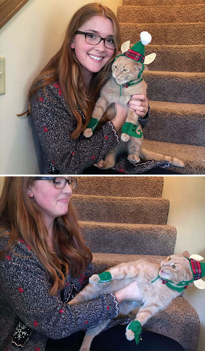 I "Tried" Taking Christmas Pics With My Cat In An Elf Outfit