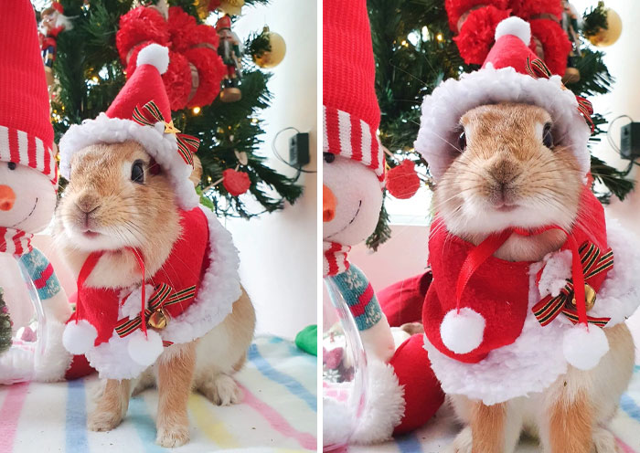 Baby Mochi And Her Little Christmas Outfit