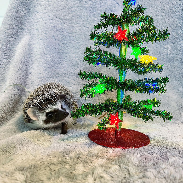 What Do You Think Sif Is Hoping To Find Under The Tree This Christmas? My Guess Would Be Mealworms