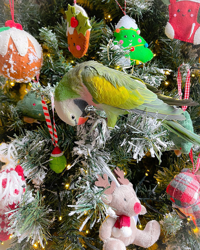 My New Christmas Tree Decoration. A Christmas Bird