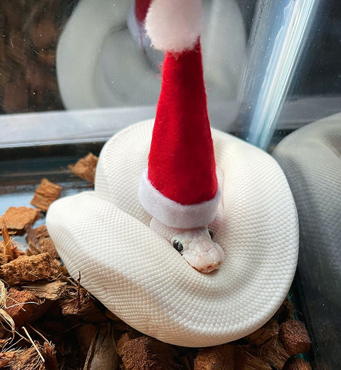My Udon Noodle Wishes You A Pleasant Christmas Eve