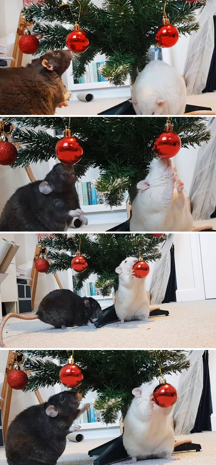 Baby And Snuffles Experiencing Their First Christmas Tree