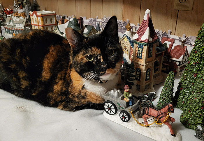 Catzilla Takes Over The Christmas Town