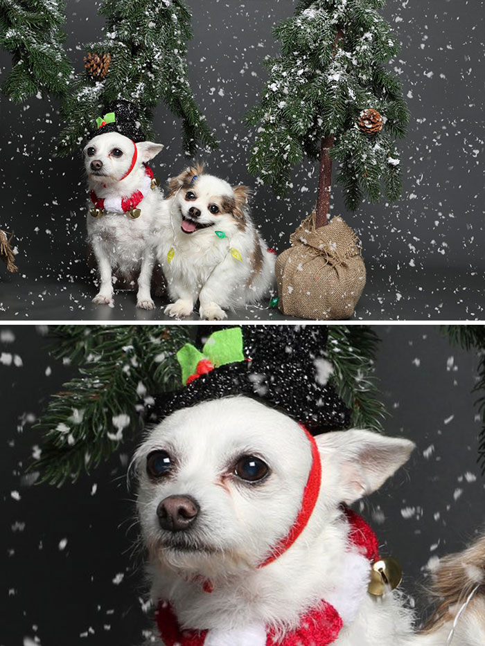 Took My Dogs To Take Their Yearly Christmas Photos. It's Really Hard When You Have One Super Photogenic Dog And One Dog Having An Existential Crisis