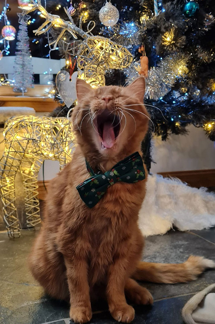 His Majesty Sir Talis Singing Under The Christmas Tree 