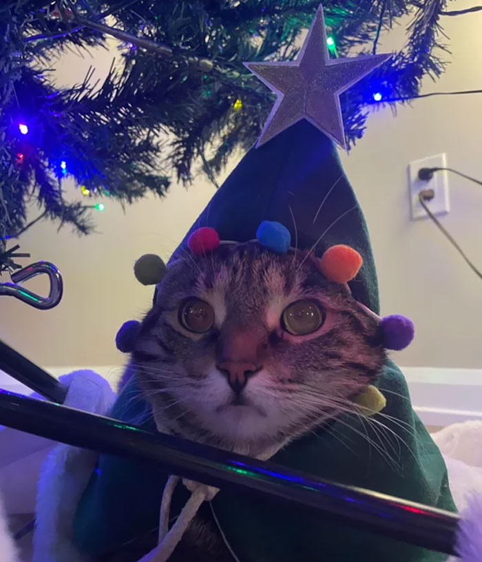 My Building Is Having Pet Photos With Santa - This Is Her Costume