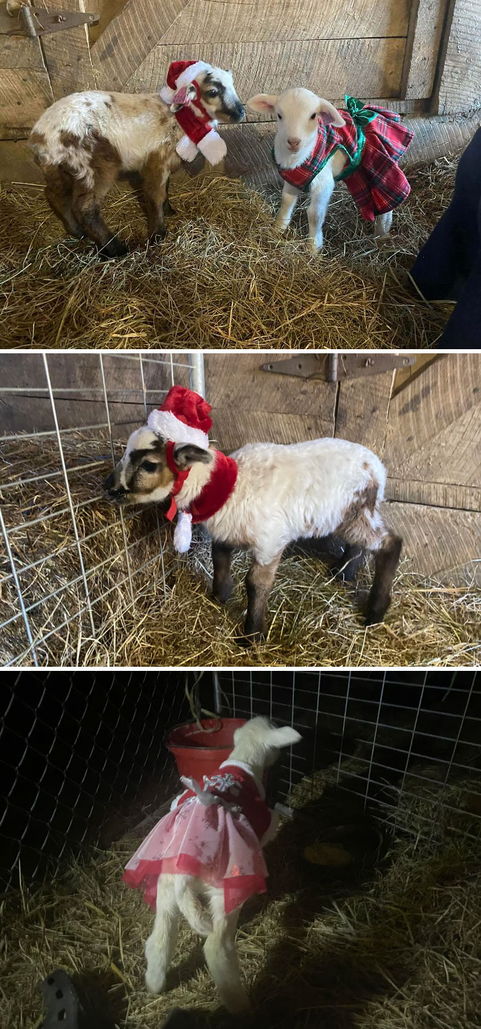 Meet My Little Lambs Born Just Before Christmas This Past Year, Holly And Leroy. (Named Obviously For The Winter Holly Berry And Our Leroy The Redneck Reindeer)